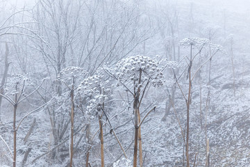 Frozen hogweed in the winter forest