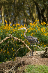 Grey heron (Ardea cinerea), lake Naivasha, Kenya