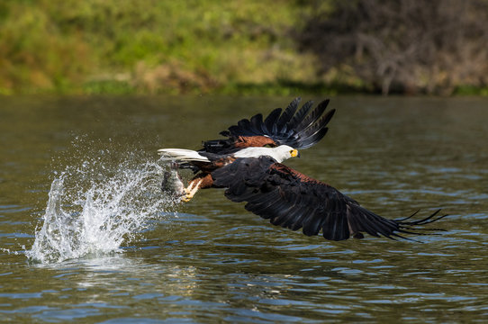 Fish Eagle Images – Browse 86,535 Stock Photos, Vectors, and Video