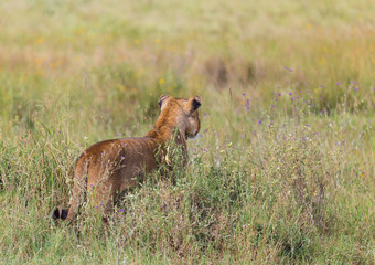 Lioness looking towards prey hiding in long grasses