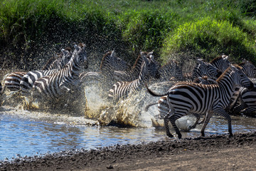 Fototapeta na wymiar zebras running out of water hole in rush with water spraying up in serengeti national park tanzania africa