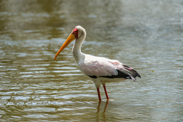 Yellow-billed Stork (Mycteria ibis) in shallow water, lake Naivasha, Kenya