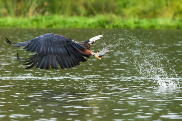 African Fish Eagle (Haliaeetus vocifer) catching fish from the water, Lake Naivasha, Kenya