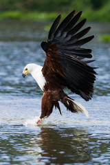 African fish eagle (Haliaeetus vocifer) flying with talons in water catching fish, Lake Naivasha, Kenya
