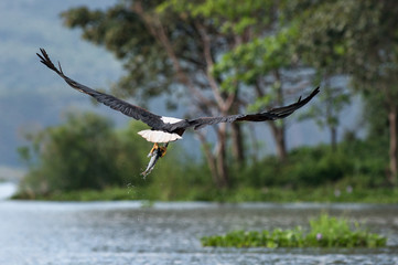 African fish eagle (Haliaeetus vocifer) flying away above water towards trees with fish in talons, Lake Naivasha, Kenya