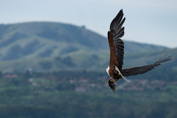 African Fish Eagle (Haliaeetus vocifer) Flying With Caught Fish In Talons, Naivasha, Kenya