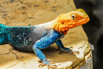 Red-headed rock agama lizard