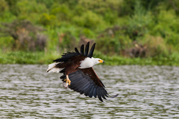 African fish eagle (Haliaeetus vocifer) flying above water with fish in talons, Lake Naivasha, Kenya