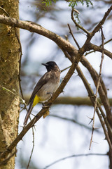 Common Bulbul (Pycnonotus barbatus) perched on tree branch, Nairobi, Kenya, East Africa
