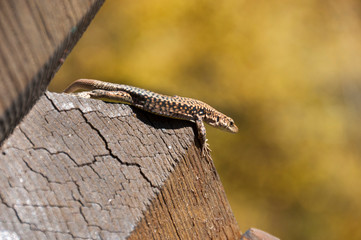 Garden Lizard. Garden Lizards are lizard found widely in Asian countries.