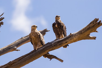 A pair of Tawny eagle (aquila rapax) on tree branch, Samburu National Reserve, Kenya, East Africa