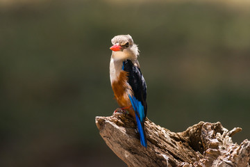 Grey-headed kingfisher (Halcyon leucocephala) perched on tree stump, Samburu National Game Park Reserve, Kenya, East Africa