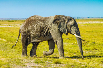 Fototapeta na wymiar African elephants 