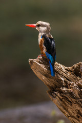 Grey-headed kingfisher (Halcyon leucocephala) perched on tree stump, Samburu National Game Park Reserve, Kenya, East Africa