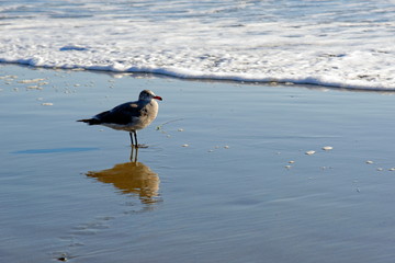 Möve am Strand bei Cambria, Kalifornische Pazifikküste