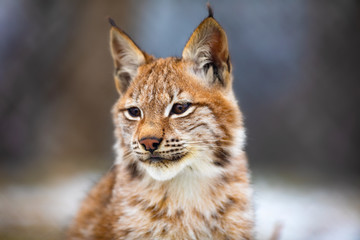Portrait of eurasian lynx in the forest at early winter