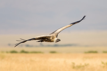Fototapeta na wymiar White-backed vulture (gyps africanus) in flight, Maasai Mara, Kenya