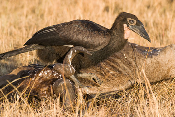 Southern ground hornbill (Bucorvus leadbeateri), Masai Mara National Game Park Reserve, Kenya, East Africa