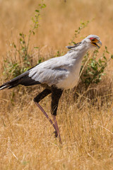 Secretary bird (Sagittarius serpentarius) walking, Masai Mara National Game Park Reserve, Kenya, East Africa
