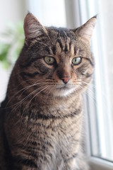 Cat pet, large head.