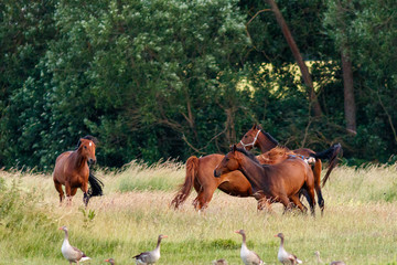 Fototapeta premium Pferde