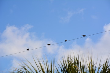Fototapeta premium Four birds on a wire above tropical palm fronds