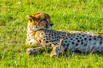 Cheetah lying on the grass