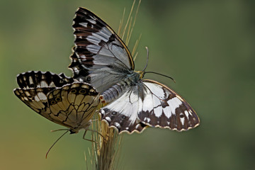 Akdeniz melikesi kelebeği   Melanargia titea butterfly © mylasa