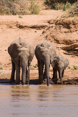 Fototapeta premium Drinking African Bush Elephant herd at river (Loxodonta africana), Samburu National Reserve, Kenya, East Africaa