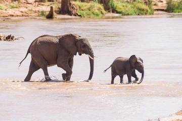 Fototapeta na wymiar African bush elephant (Loxodonta africana) family crossing shallow river, Samburu National Reserve, Kenya, East Africa