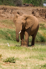 Fototapeta na wymiar African bush elephant (Loxodonta africana) eating grass, Samburu National Reserve, Kenya, East Africa