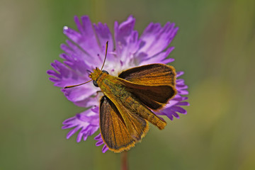 sarı lekeli zıpzıp kelebeği ; Thymelicus acteon butterfly 
