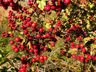 Bush hawthorn berries./
Green bush with red hawthorn berries.