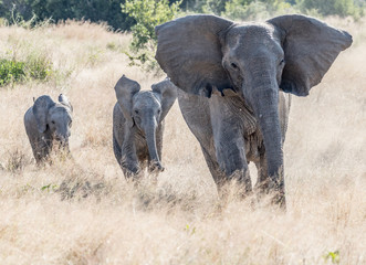 Fototapeta na wymiar elephants running