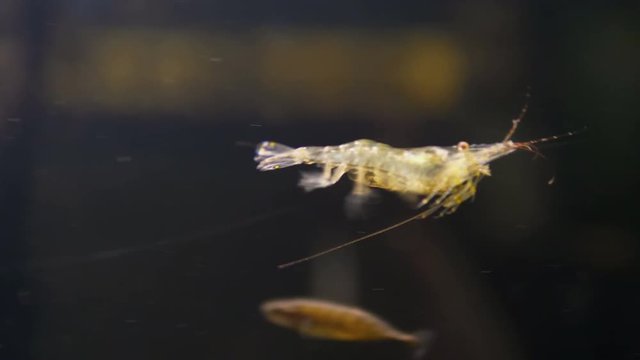 Alive shrimp in the water in 4k slow motion 60fps