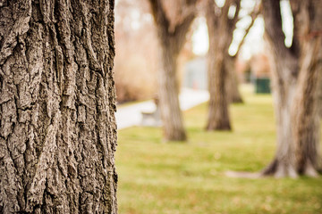 Fototapeta premium Bark With Blurred Park