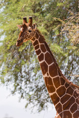Reticulated giraffe (Giraffa camelopardalis reticulata), Samburu National Game Park Reserve, Kenya, East Africa