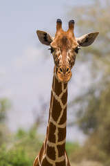Portrait of a Reticulated giraffe (Giraffa camelopardalis reticulata), Samburu, Kenya
