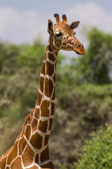 Reticulated giraffe (Giraffa camelopardalis reticulata), Samburu National Game Park Reserve, Kenya, East Africa