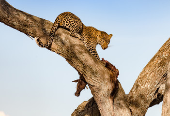 leopard in a tree with dead prey he has taken up a tree © Michelle Silke