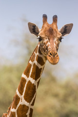 Portrait of a Reticulated giraffe (Giraffa camelopardalis reticulata), Samburu, Kenya