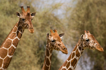 Reticulated giraffe (Giraffa camelopardalis reticulata), Samburu National Game Park Reserve, Kenya, East Africa