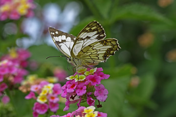 Akdeniz melikesi kelebeği   Melanargia titea butterfly © mylasa