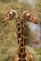 Reticulated giraffe (Giraffa camelopardalis reticulata), Samburu National Game Park Reserve, Kenya, East Africa