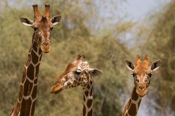 Fototapeta premium Reticulated giraffe (Giraffa camelopardalis reticulata), Samburu National Game Park Reserve, Kenya, East Africa