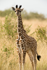 Naklejka na ściany i meble Juvenile Masai or Maasai giraffe (Giraffa camelopardalis tippelskirchi), Maasai Mara, Kenya