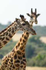 Masai or Maasai giraffe (Giraffa camelopardalis tippelskirchi), Maasai Mara, Kenya