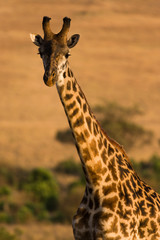 Masai Giraffe (Giraffa camelopardalis tippelskirchi), Maasai Mara