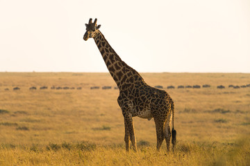 Masai or Maasai giraffe (Giraffa camelopardalis tippelskirchi), Maasai Mara, Kenya