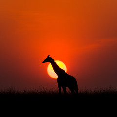 A solitary giraffe silhouette against the setting sun, Maasai Mara, Kenya